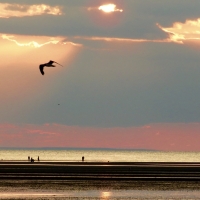 Andrea Daniels - Beach First Encounter 2017 IMG_5075