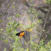 Bev Hobbs Oriole in flight 2017