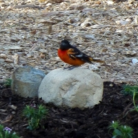 Mel Tulin - baltimore oriole2 2017