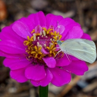 Mel Tulin - cabbage white1 2017