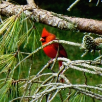 Mel Tulin - cardinal 2017