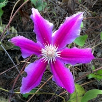Mel Tulin - clematis pink blog 2017