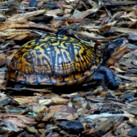 Mel Tulin - common box turtle 2017