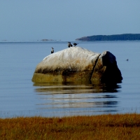 Mel Tulin - cormorants rock 2017