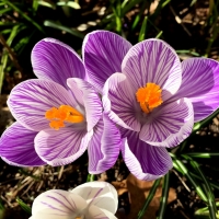 Mel Tulin - crocus blog 2017