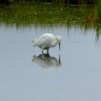 Mel Tulin - egret 2017