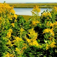 Mel Tulin - fort hill goldenrod 2017