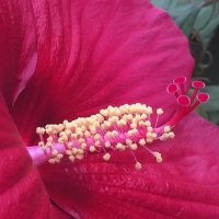 Mel Tulin - hibiscus2 2017