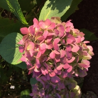 Mel Tulin - hydrangea pink 2017