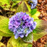 Mel Tulin - hydrangea1 2017