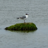 Mel Tulin - laughing gull rock marsh 2017
