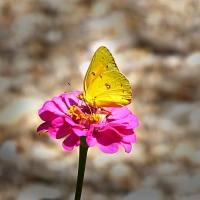 Mel Tulin - orange sulphur butterfly 2017