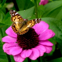 Mel Tulin - painted lady pinkflower 2017