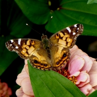 Mel Tulin - painted lady pinkflower2 2017
