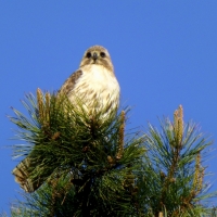 Mel Tulin - red tailed hawk tree2 2017