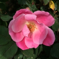 Mel Tulin - rose. 2017JPG