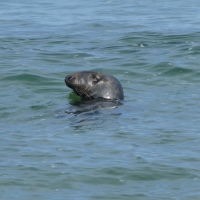 Mel Tulin - seal cg beach2 2017