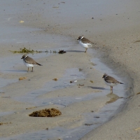 Mel Tulin - semipalmated plover2 2017