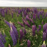 Rich Quinn - Fort Hill Lupines 2017
