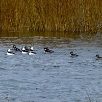 XMel Tulin - buffleheads2 2017