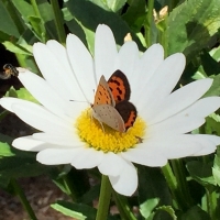 XMel Tulin - butterfly daisy2 blog 2017