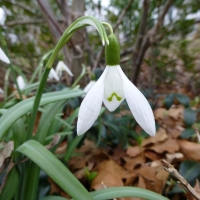 XMel Tulin - snowdrops 2017