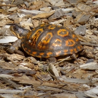 xMel Tulin - box turtle (3) 2017